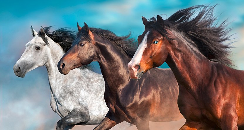 بسبب وباء حيواني، تركيا تعدم مئة من الخيول في جزر اسطنبول