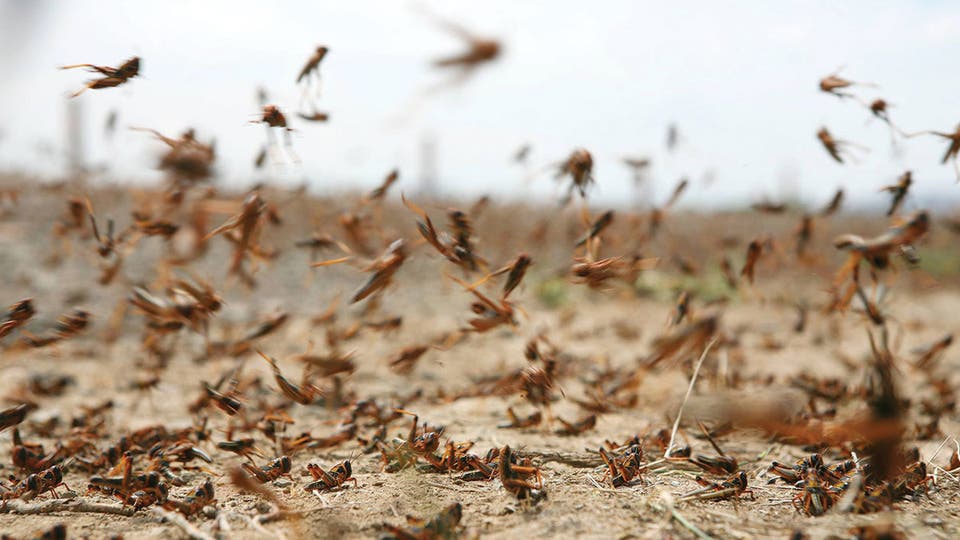 غزو الجراد يهدد الأمن الغذائي لدول شرق أفريقيا غزو الجراد يهدد الأمن الغذائي لدول شرق أفريقيا