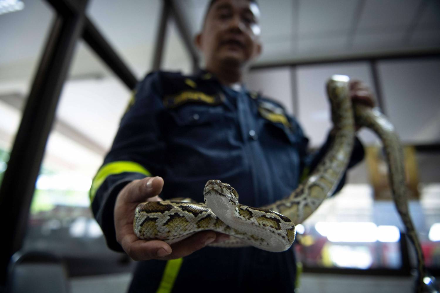 اصطياد الثعابين السامة في بانكوك أكبر وأخطر مهام رجال الإطفاء