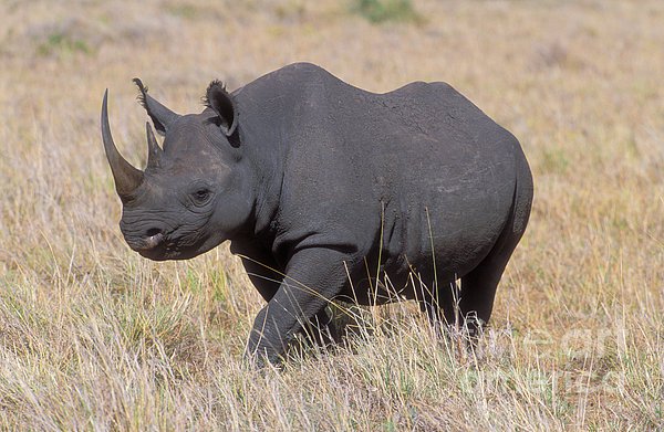  الجهود الدولية لحماية وحيد القرن الأسود الأفريقي تؤتي ثمارها
