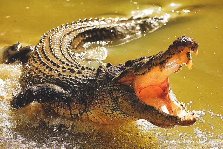 دراسة: إنقراض أنواع عملاقة من الكنغر والتماسيح بسبب تغير المناخ