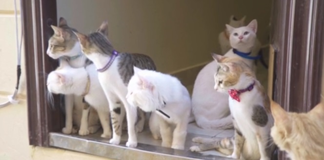 متطوعون أمريكيون يوفرون ملاذات آمنة للقطط الضالة