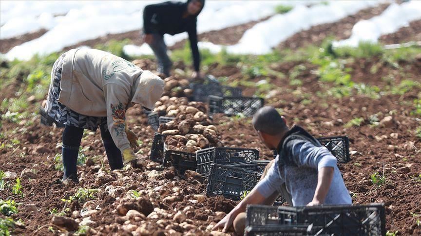 لتأمين الغذاء وتوفير المال.. "زراعة منزلية" في لبنان