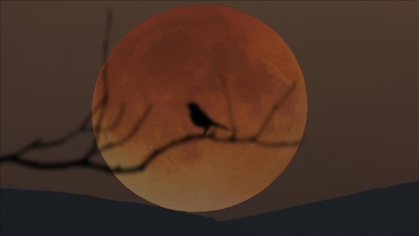 "قمر الفراولة" يخيم الجمعة على العالم
