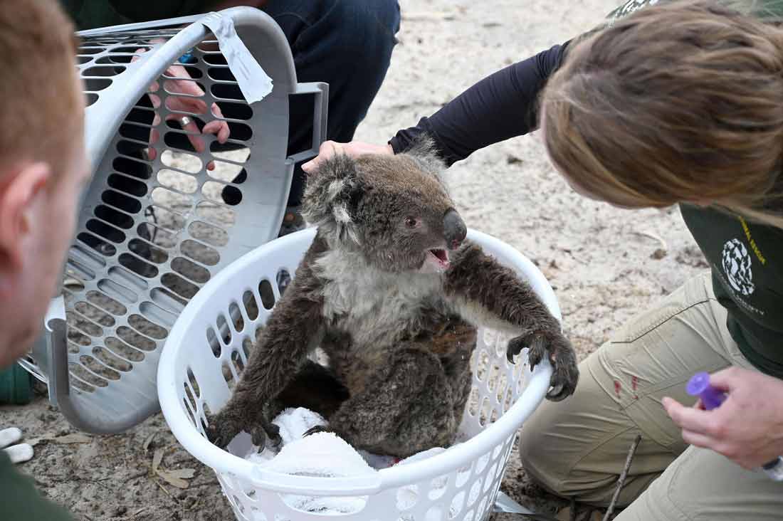 الكلب بير ينقذ أكثر من 100 كوالا من حرائق الغابات الأسترالية  الكلب بير ينقذ أكثر من 100 كوالا من حرائق الغابات الأسترالية