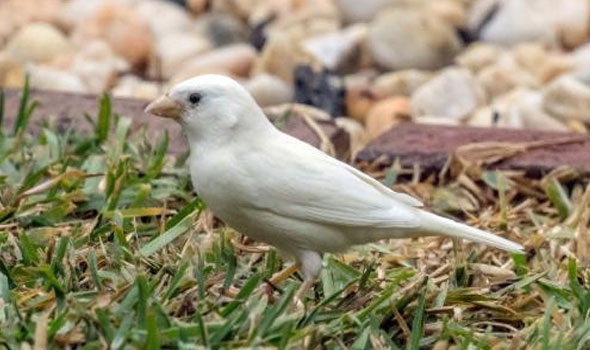 رصد طائر نادر في متنزه بتايلاند اثناءالإغلاق بسبب كورونا 