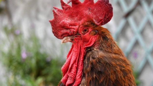 نفوق الديك "موريس" المنتصر في معركة قضائية