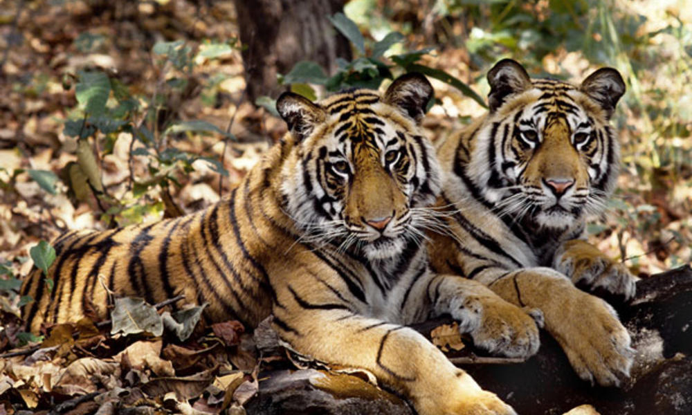 إحصاء النمور الهندية يحقق رقما قياسيا كأكبر مسح عالمي بالكاميرات