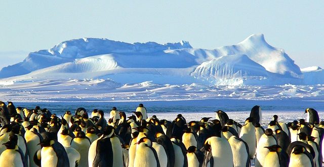الأقمار الاصطناعية تكشف عن مستعمرات للبطريق بالقطب الجنوبي