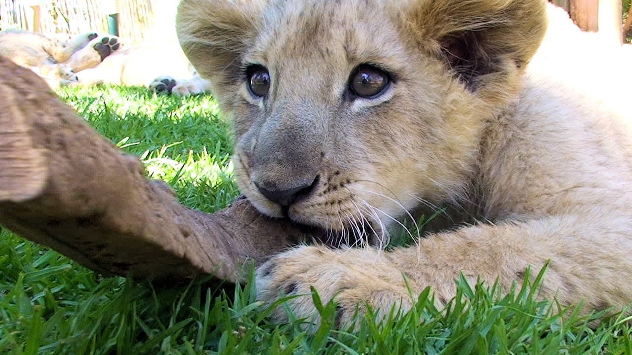 جلين أفريك... لمحة عما كان يبدو عليه المنظر الأسكتلندي