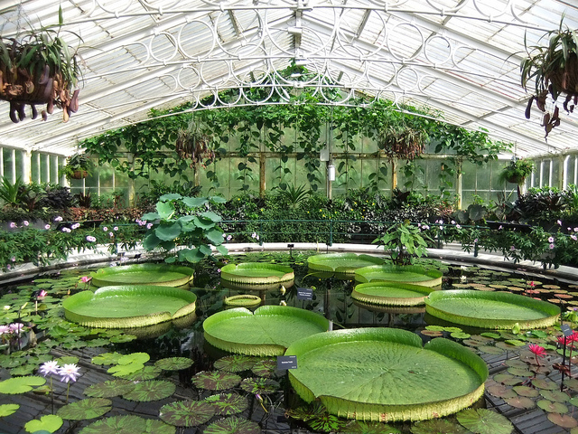 حدائق لندن الملكية... بيوت زجاجية رائعة تضم كنوزا من نباتات العالم