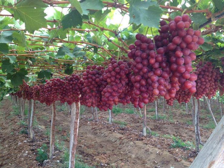 روسيا تبحث عن مكانة في سوق النبيذ العالمية