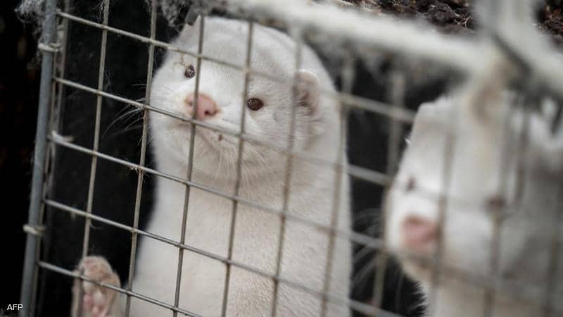 حيوان المنك - تويتر حيوان المنك - تويتر