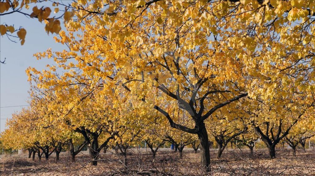 ملاطية عاصمة  المشمش.. ألوان الخريف تصبغ "الجنة المخفية" ملاطية عاصمة  المشمش.. ألوان الخريف تصبغ "الجنة المخفية"
