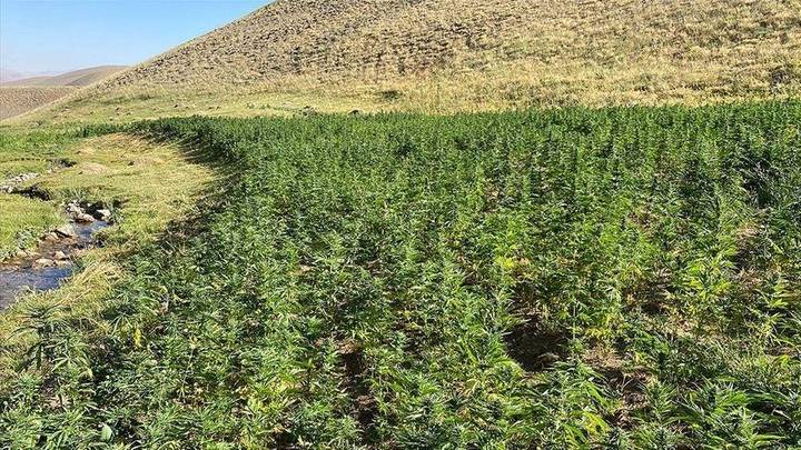  المغرب ..إحالة قانون "القنب الهندي" إلى البرلمان