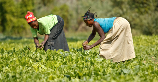 منظمة الأغذية والزراعة FAO :  شباب إفريقيا السبيل لإنعاش إقتصاد القارة الزراعي