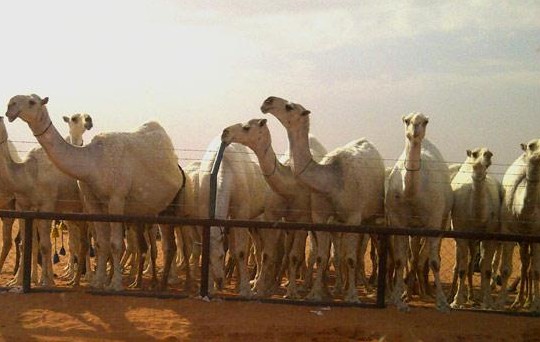 السعودية توقف استيراد الجمال الحية مؤقتا بسبب فيروس "كورونا"
