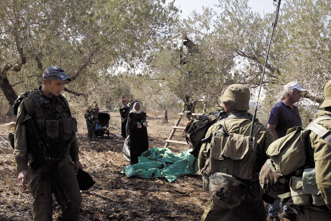 شجره الزيتون رمز للصراع بين الاسرائيليين والفلسطينيين