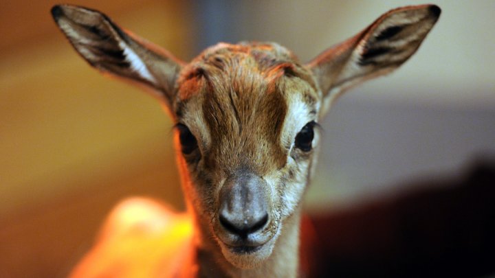 سكان ولاية جزائرية يقومون بعملية "فرار "جماعية لانقاذ الغزلان من اثرياء الخليج