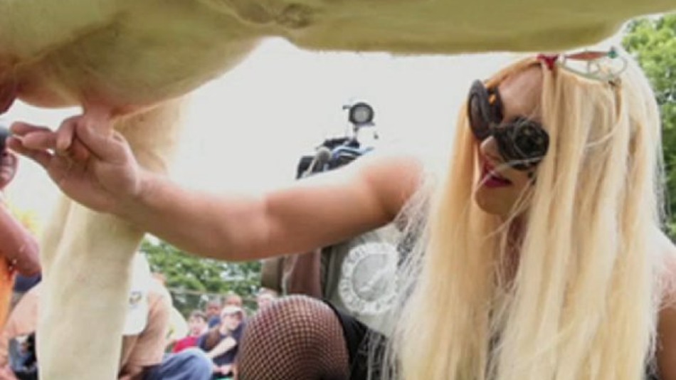 البقرة"ليدي جاجا" .. ملكة جمال بقرات المانيا ولوكسمبورج