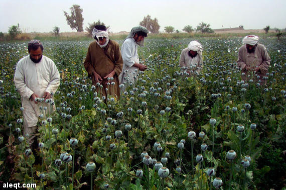 زراعة الافيون بلغت أعلى مستوياتها من ثلاثينات القرن الماضي
