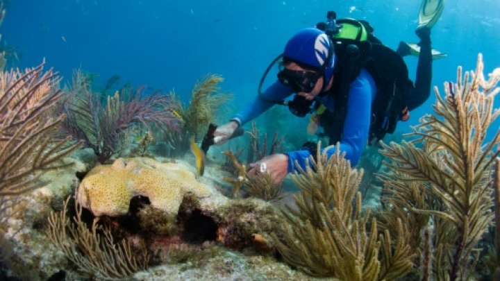 سياح ومتطوعون يهبون لنجدة الشعاب المرجانية في فلوريدا