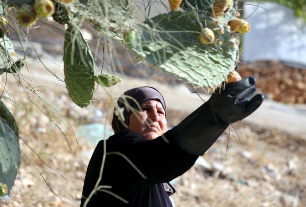 في فلسطين يتحلون بـ"الصبر" ويأكلونه على انه تين 