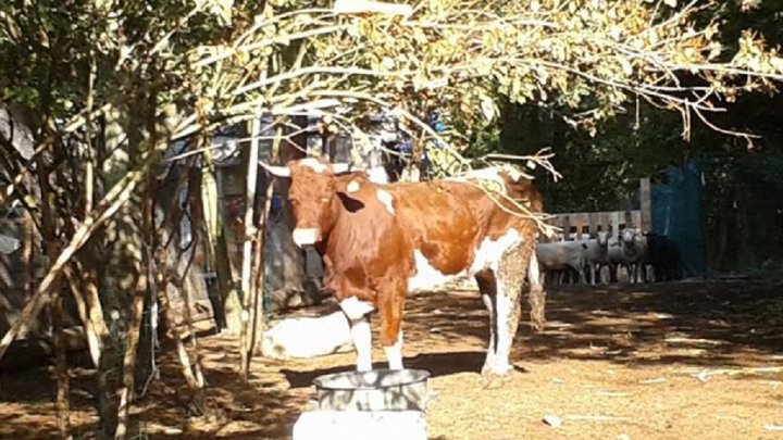 كورنيت.. بقرة تحولت إلى رمز للحياة بعدما أفلتت من الذبح