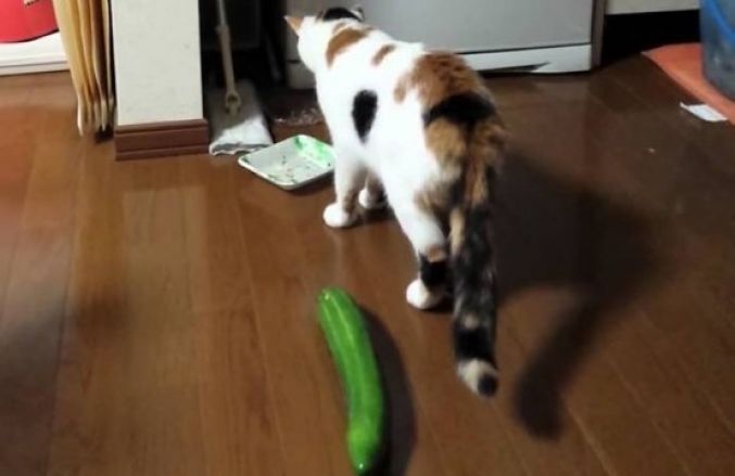 أكثر من تفسير لأسباب خوف القطط من الخيار