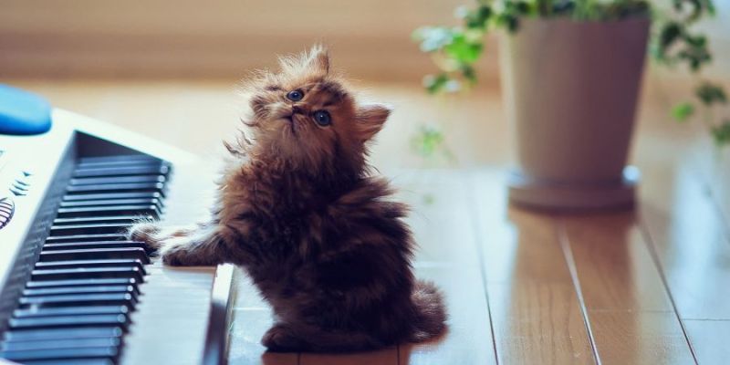 باحثون موسيقيون يكتشفون  موسيقى مفضلة عند القطط  