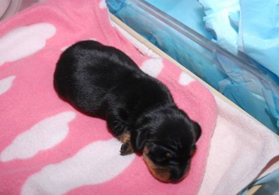 زوجان بريطانيان دفعا مئة الف دولار لاستنساخ كلب في معمل كوري