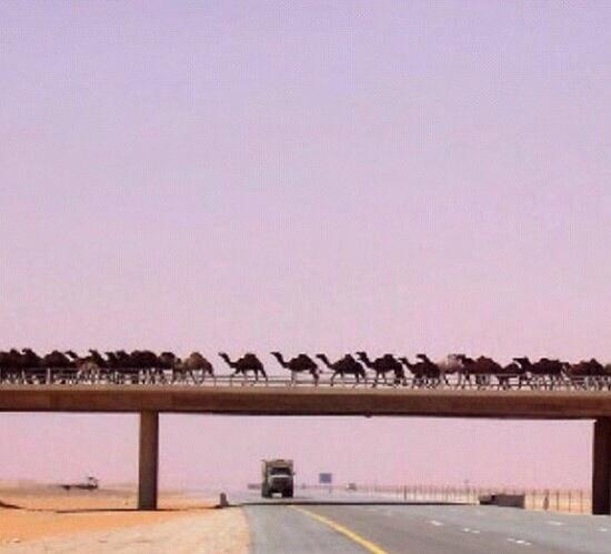  كلمة قاسم حداد في يوم الشعر بتكليف من بيت الشعر في المغرب 