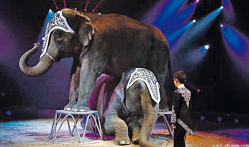 أفيال أسيوية تقدم آخر عروضها في سيرك بأمريكا قبل التقاعد