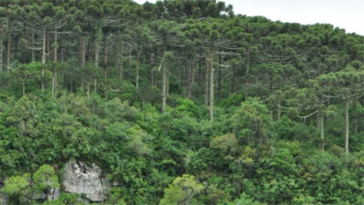 الجيش الياباني يكثف البحث عن طفل تركه أبواه في الغابة لتأديبه