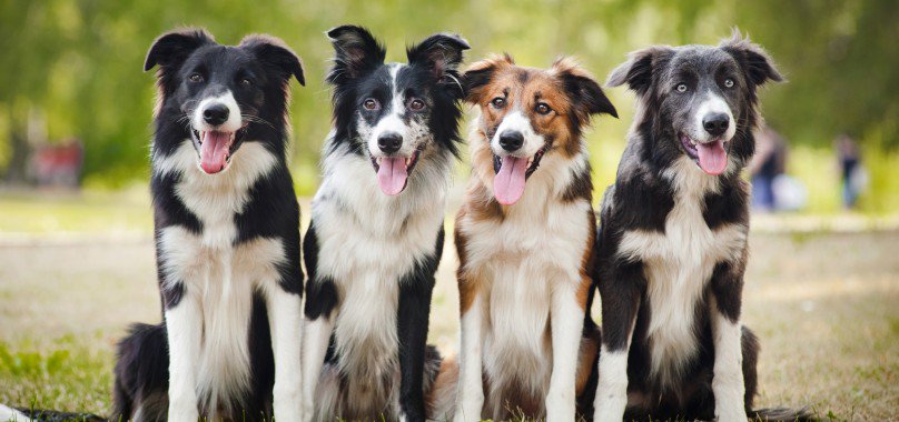 بمناسبة "يوم الكلب"... قس في ألمانيا يبارك 30 كلبا