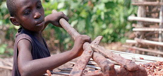 الجانب المر من الشيكولاتة: استغلال الأطفال في مزارع الكاكاو