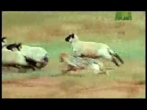 علماء يرسمون عيونا على مؤخرات الماشية لحمايتها من الأسود