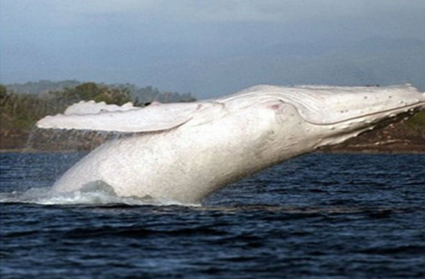 استراليا توفر حراسة مصاحبة للحوت الابيض "ميجالو" أثناء رحلته  