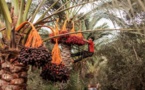 الغزاويون يرون في موسم جني ثمار النخيل فرصة لكسب الرزق  
