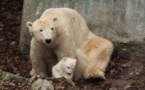 ذكر أم انثى؟ حسم غموض صغير الدب القطبي في حديقة حيوان برلين