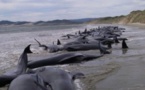نفوق مئات الحيتان على أحد شواطئ نيوزيلندا