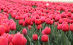 زهرة التوليب عمرها 400 عام ولا تزال أيقونة وطنية هولندية