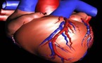 دراسة طبية تثبت أن خلايا القلب يمكن أن تجدد ذاتها