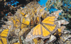 تجربة لتتبع مسار الفراشات للتعرف على تفاصيل حياتها العجيبة