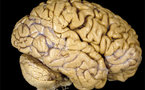 علماءامريكيون يحققون اول خطوة لبناء دماغ صناعي