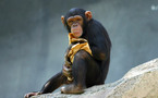 دراسة علمية على أدمغة القرود ...القردة تتعلم من أخطائها وبعض البشر لا يتعلمون