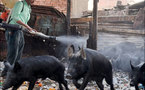 شريط على اليوتيوب يبين وحشية ذبح الخنازير في مصر يثير استياء المسلمين و المسيحيين