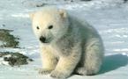 معركة قضائية بين حديقتي حيوانات في المانيا لتقاسم المردود المادي لدب قطبي