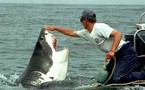 ثلث أسماك القرش في طريقها للانقراض بسبب الصيد الجائر