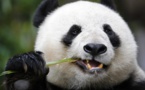 المانيا والصين تدشنان "دبلوماسية الباندا" قبل قمة العشرين